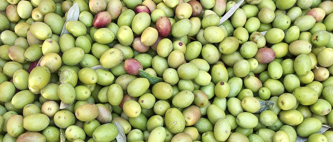frische-oliven
